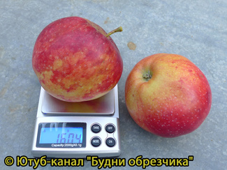 Вильямс Прайд яблоки