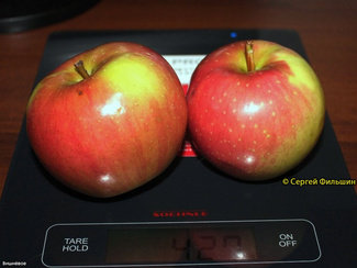 Вишнёвое фото яблок
