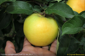 Голден Владимирский яблоня