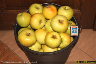 Голден Владимирский яблоки