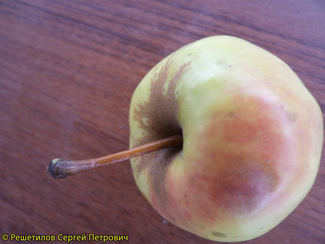 Голден Резистент яблоко