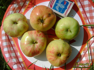 Грушовка московская фото яблок