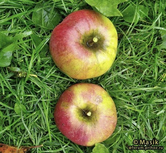 Дыямент фото яблок