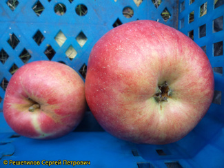 Ивановское фото яблок