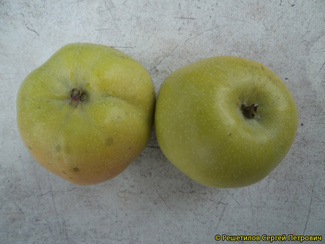 Калужанка фото яблок