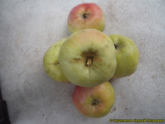 Куйбышевское яблоко