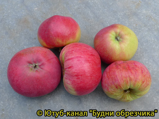 Орловим яблоки