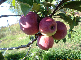 Память Коваленко яблоки