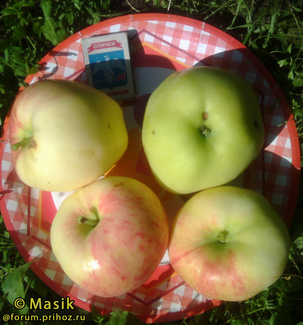 Поливитаминное фото яблок