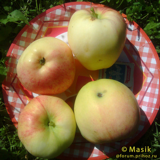 Поливитаминное фото яблок