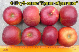 Редкрафт яблоки