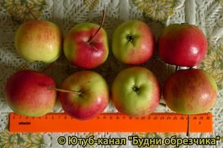 Родниковая яблоки