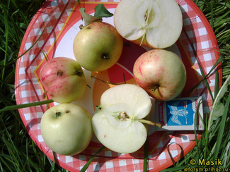 Старк эрлиест фото яблок