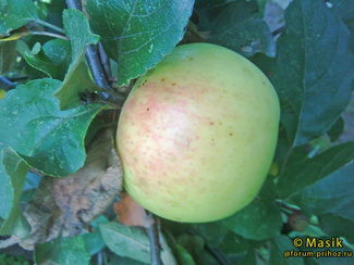 Суворовец яблоки