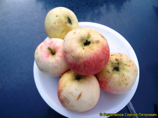 Тамбовское яблоки