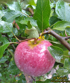 Флорина яблоко