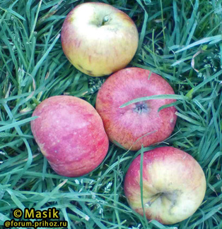 Фуджи яблоки