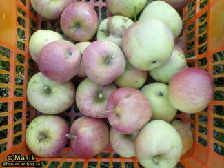 Фуджи яблоки