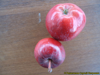Цветаевское яблоки