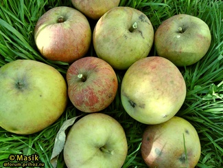 Чаравница яблоки