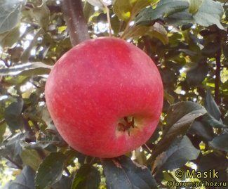 Шафран саратовский яблоко