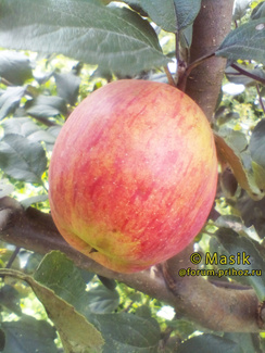 Шафран саратовский яблоко