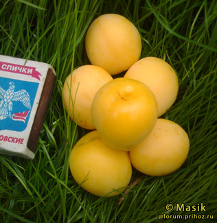 Абрикосовая фото плодов