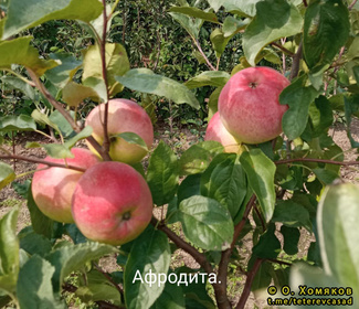Афродита яблоки
