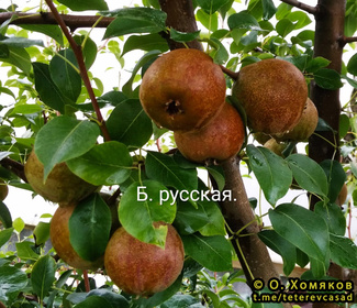 Бере Русская фото плодов