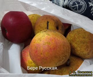 Бере Русская фото плодов