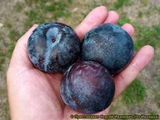 Блек Сплендор фото плодов