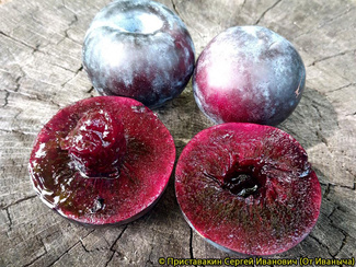 Блек Сплендор фото плодов