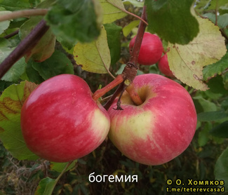 Богемия фото яблоки