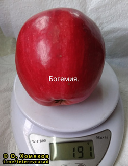 Богемия фото яблоко