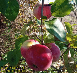 Богемия фото яблок