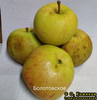 Болотовское яблоки