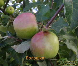 волошка яблоки