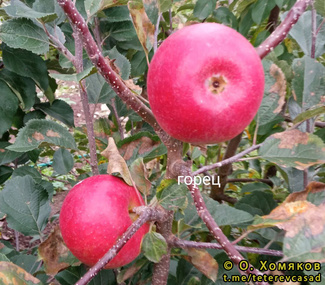 Джонагоред яблоки фото