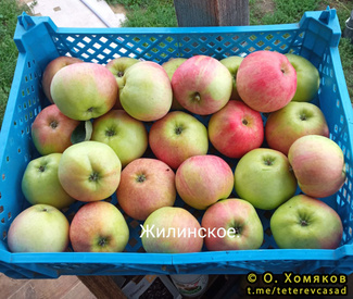 жилинское яблоки