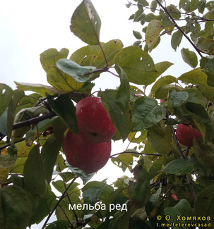 Мельба Ред яблоки