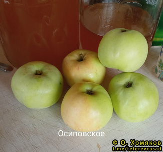 осиповское фото яблок