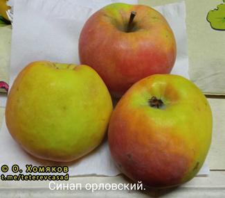 Синап Орловский яблоки