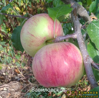 вавиловское фото яблок