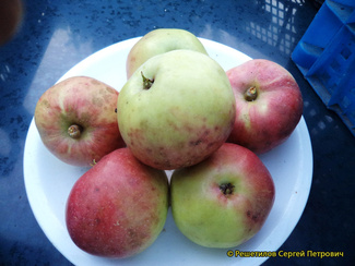 Воробьевское фото яблока