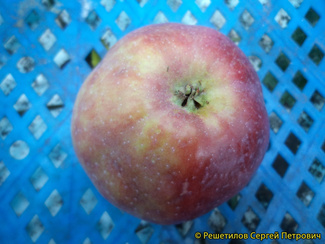 Воробьевское фото яблока