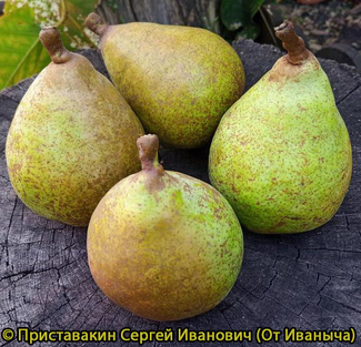 Воронежская область Генерал Леклерк фото плодов