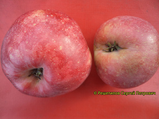 Граф Эззо фото яблок