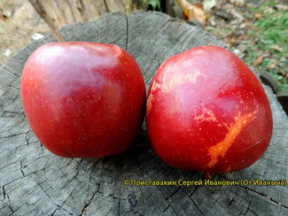 Дарк Айдл фото  яблок