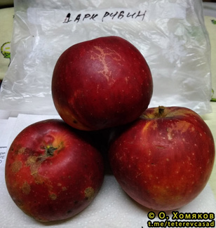 Дарк Рубин фото яблок