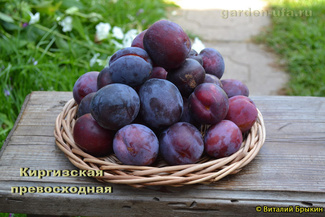 Киргизская превосходная фото плодов